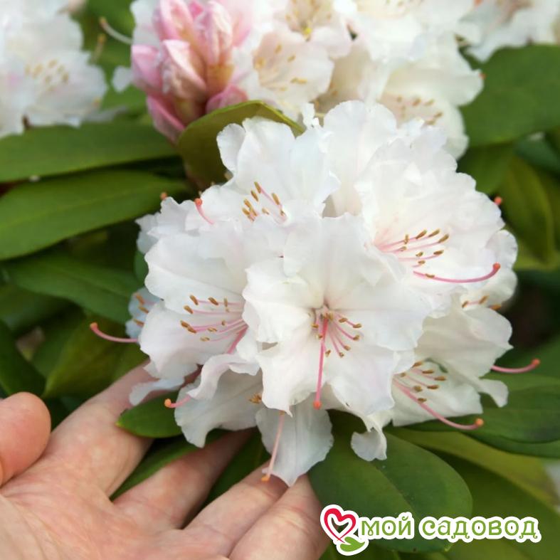 Азалия/Рододендрон вечнозеленый Шнеевитхен