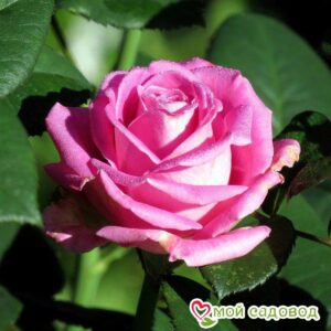 Роза чайно-гибридная Аква в Дивногорске