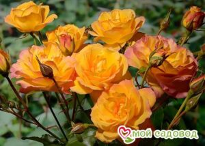 Роза Сахара в Дивногорске