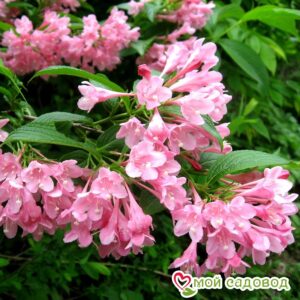 Вейгела цветущая “Розеа” в Дивногорске