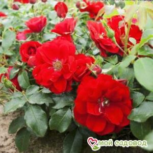 Роза Центро-Розе в Дивногорске