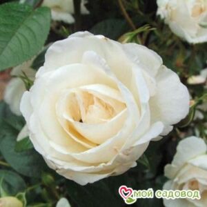 Роза Спрей белый в Дивногорске