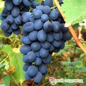 Ароматный и сладкий виноград “Августа” в Дивногорске