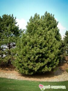 Сосна Чёрная (Pinus Nigra) в Дивногорске