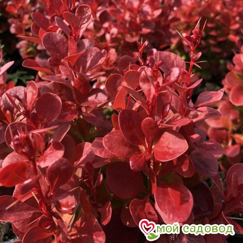 Барбарис Тунберга "Флоренс"