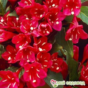 Вейгела цветущая “Ред Принц” в Дивногорске