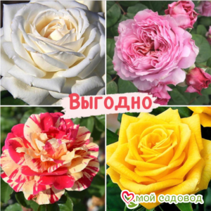 Набор Чайно-гибридные розы! в Дивногорске