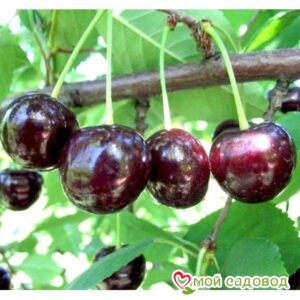 Саженцы вишни – Чудо-вишня в Дивногорске