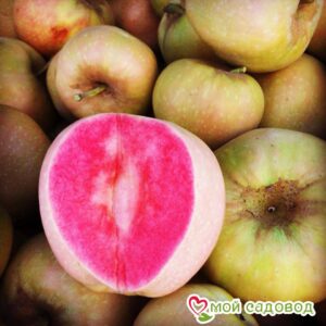 Яблоня Розовый жемчуг в Дивногорске