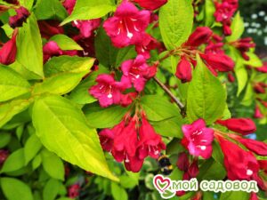 Вейгела цветущая “Рубидор” в Дивногорске
