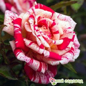 Роза чайно-гибридная Папагено в Дивногорске