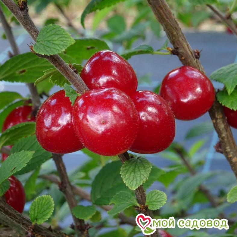 Вишня войлочная