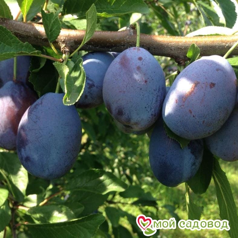 Слива Стенлей