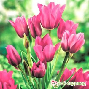Тюльпан многоцветковый Пурпл Букет в Дивногорске