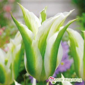 Тюльпан зеленоцветный Уайт Спринг Грин в Дивногорске