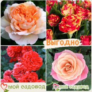Комплект роз! Роза плетистая, спрей, чайн-гибридная и Английская роза в одном комплекте в Дивногорске