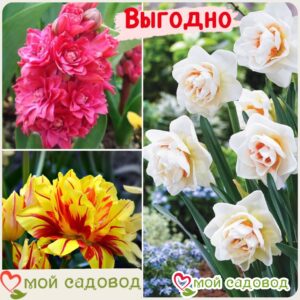 Весенний набор луковичных цветов в Дивногорске