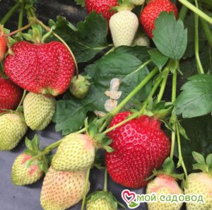 Клубника Румба (ранняя ягода) в Дивногорске