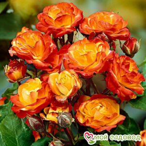 Роза полиантовая Румба (Rumba) в Дивногорске