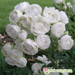 Роза полиантовая Морздаг Уайт (Morsdag White) в Дивногорске