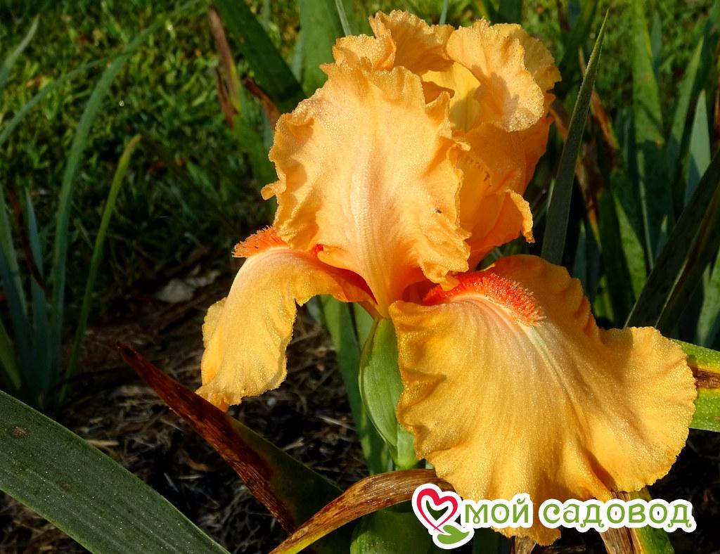 ИРИС ГЕРМАНСКИЙ ОРАНЖ (БОРОДАТЫЙ)
