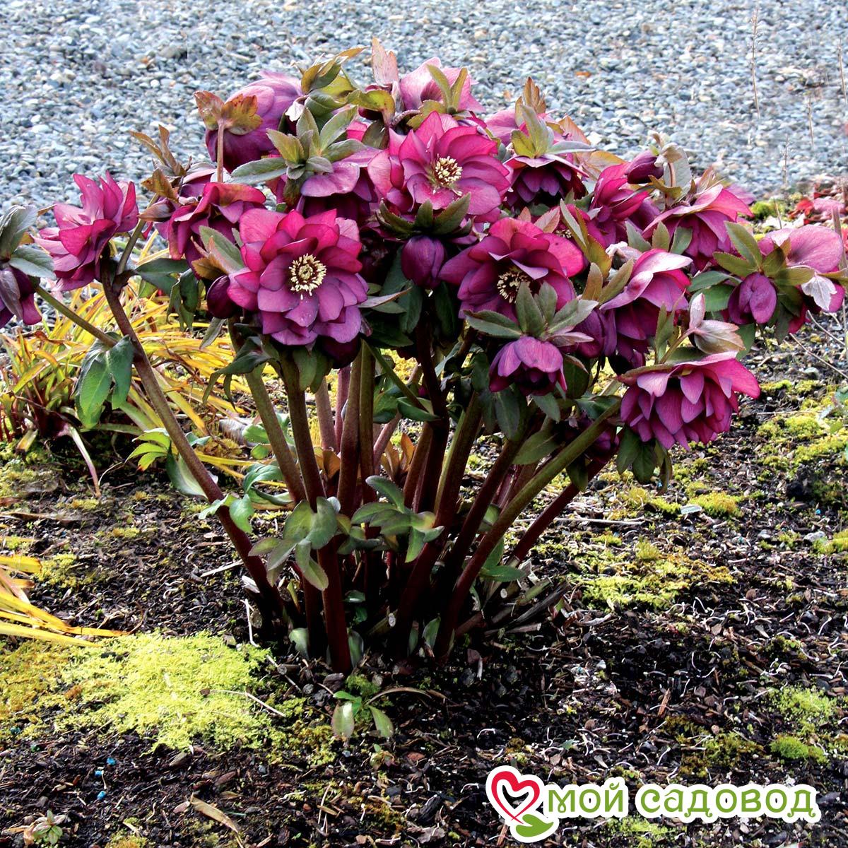 Морозник восточный Монтсегур