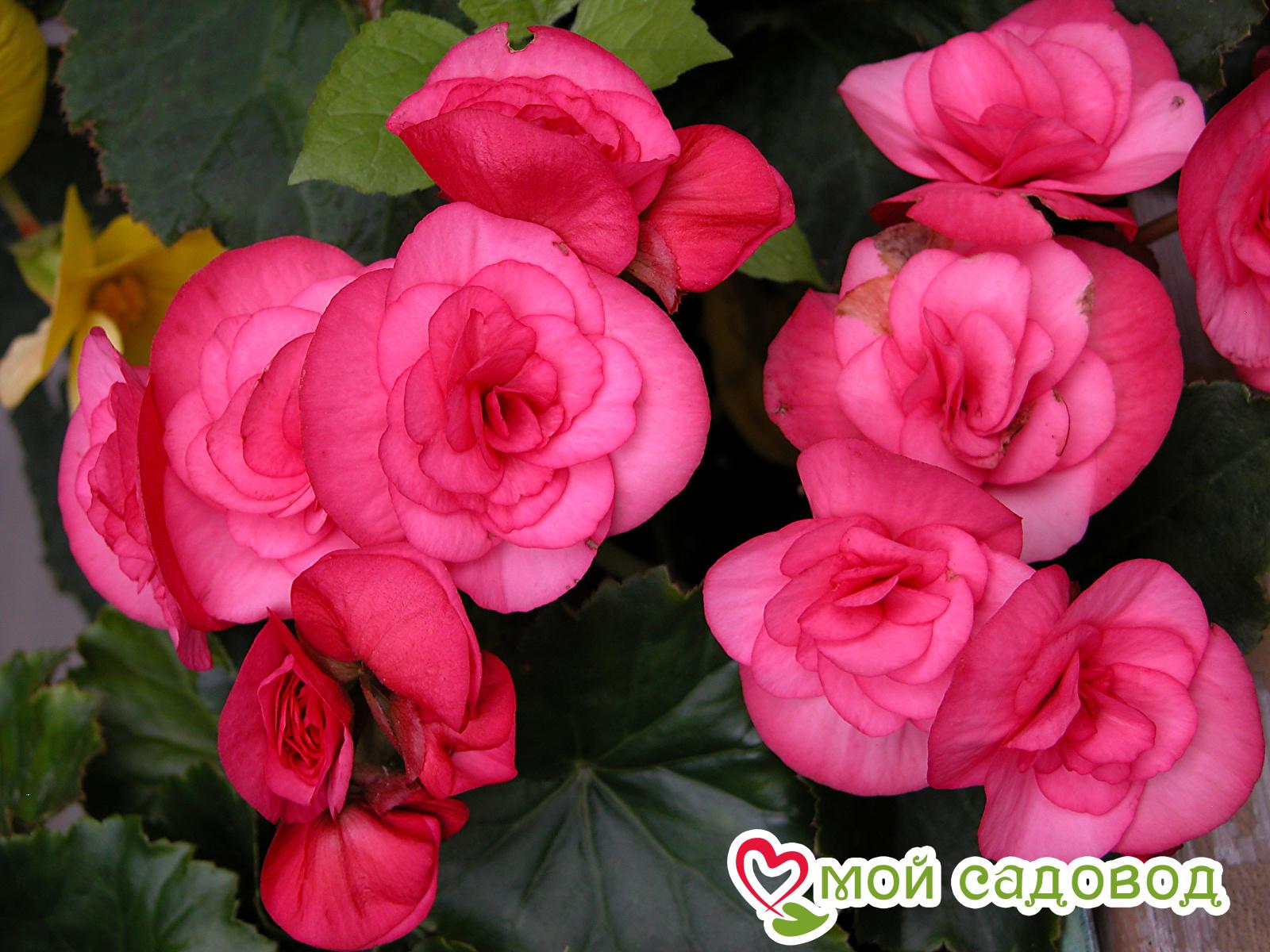 БЕГОНИЯ ДАБЛ ПИНК