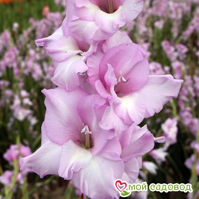 ГЛАДИОЛУС АЛЬФА