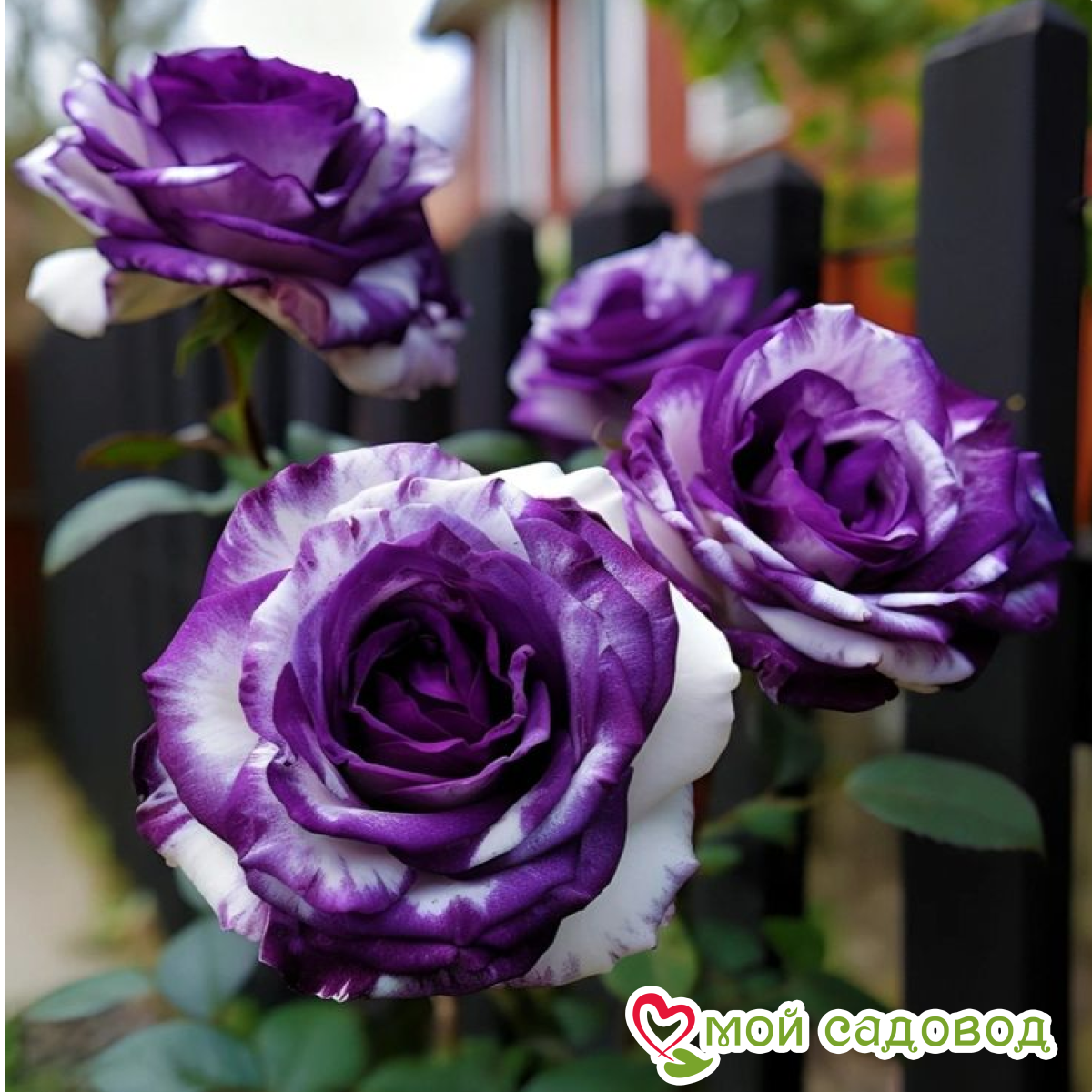 Роза Санрайз Блисс